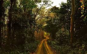 Chilapata Forest